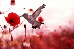 Hummingbird in the Poppy Field